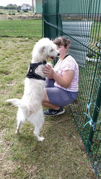 Sorties sur parcours des Chiens